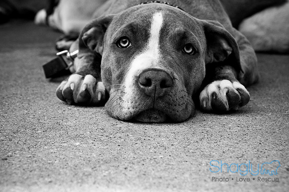 Dog Bowl 2010-112