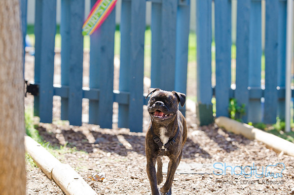 Shagly Photography-DFW Pug Rescue-3