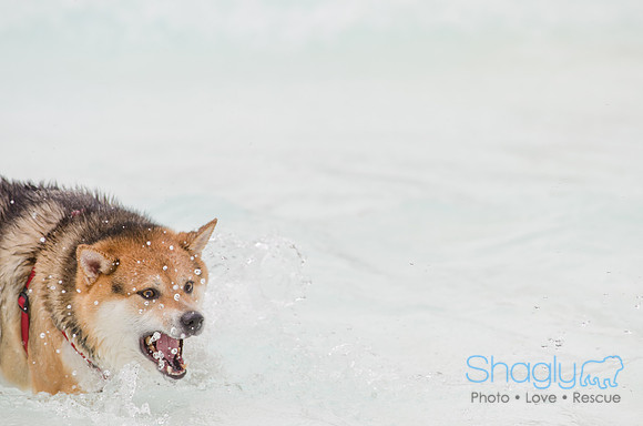 Wags and Waves 2011-157