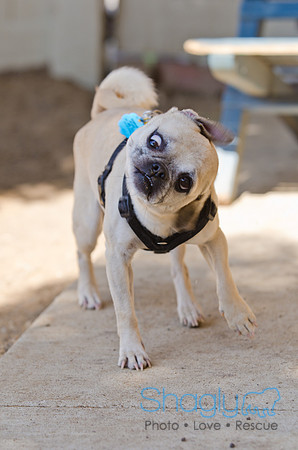 Shagly Photography-DFW Pug Rescue-25
