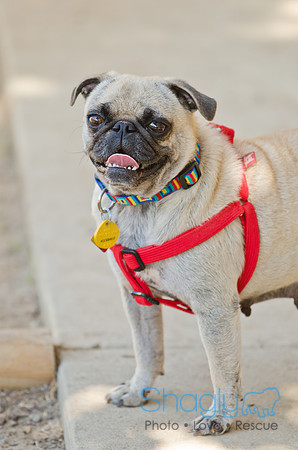 Shagly Photography-DFW Pug Rescue-19