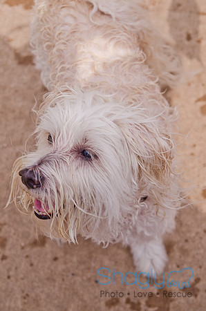Wags and Waves 2011-355