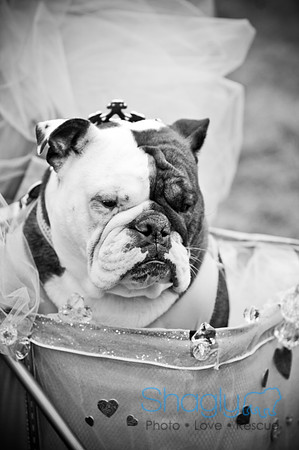 Krewe of Barkus-112