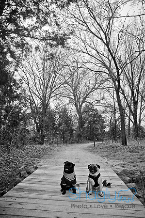 Pug Love Fun Run-30