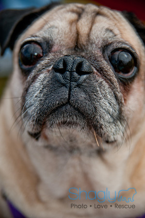 Pug Love Fun Run-245