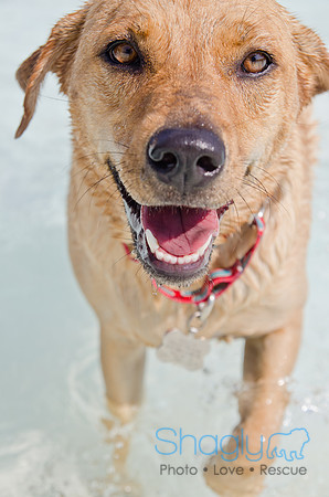 Wags and Waves 2011-441