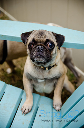 DFW Pug Rescue-The Boarding Bungalow-13