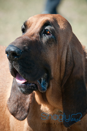 Richardson Pet Day-0452
