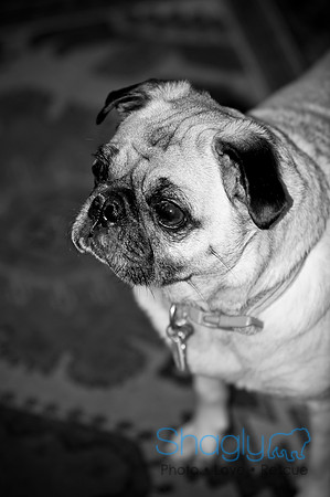 DFW Pug Rescue-157