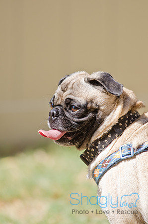 Shagly Photography-DFW Pug Rescue-24