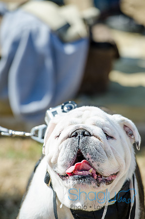 Krewe of Barkus 2012-54