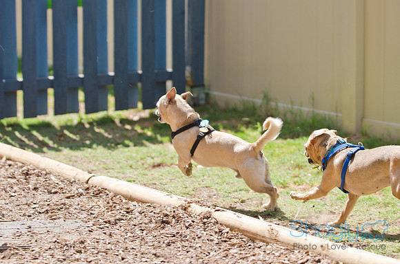 Shagly Photography-DFW Pug Rescue-30