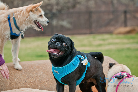 Pug Love Fun Run-95