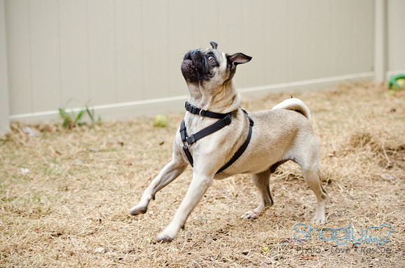 DFW Pug Rescue-The Boarding Bungalow-4