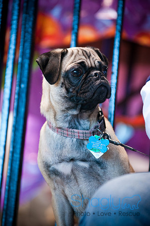 PugOWeen-3440