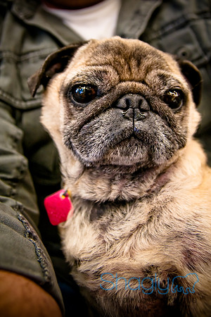 DFW Pug Rescue-44
