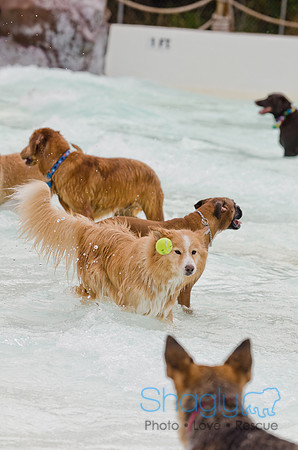 Wags and Waves 2011-165