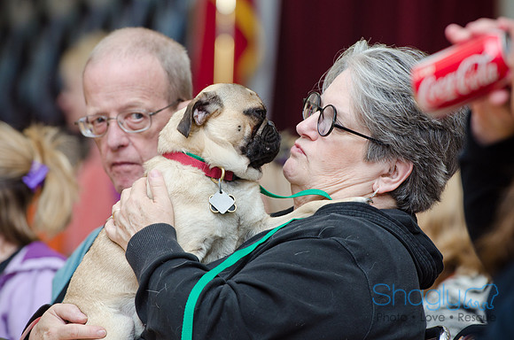 PugOween-42