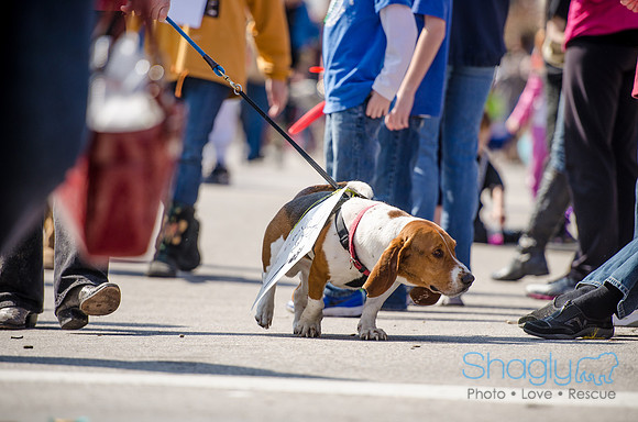 Krewe of Barkus 2012-207