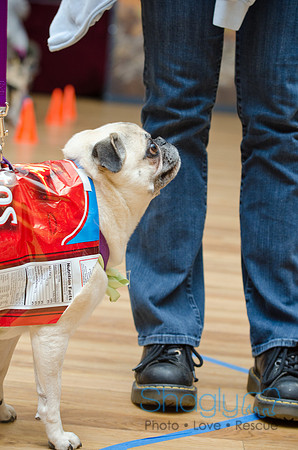 PugOween-111