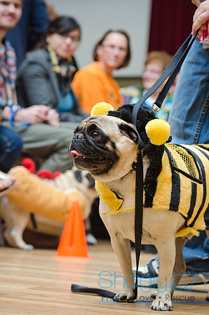 PugOween-38