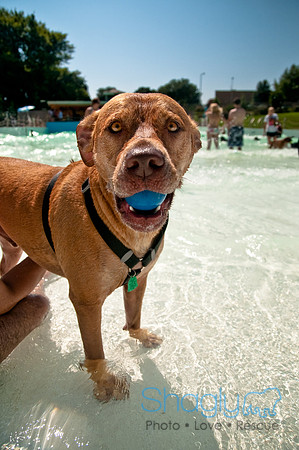 Wags and Waves-293