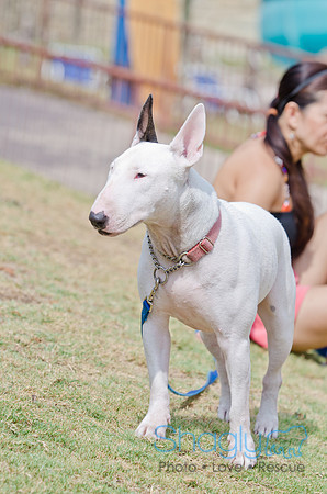 Wags and Waves 2011-91