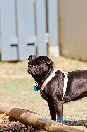 DFW Pug Rescue-Boarding Bunagalow-11