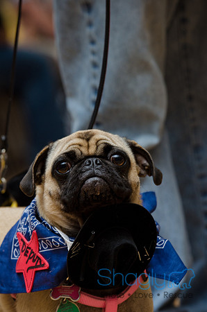 PugOween-206