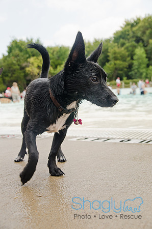 Wags and Waves 2011-371