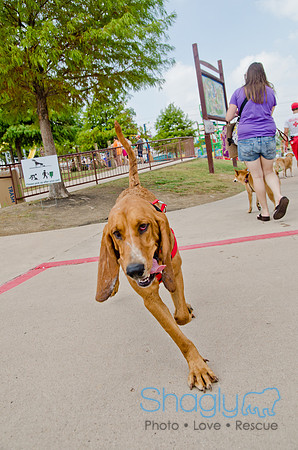 Wags and Waves 2011-182