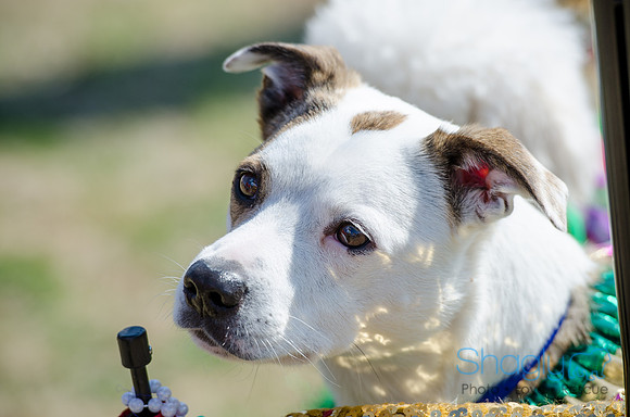 Krewe of Barkus 2012-99