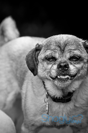 DFW Pug Rescue-63