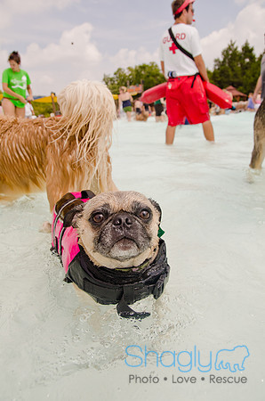 Wags and Waves 2011-249