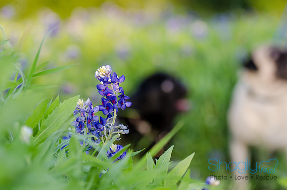 Bluebonnets Pug and Bulldog-41