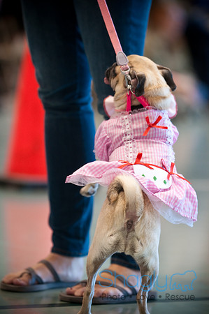 PugOWeen-3054