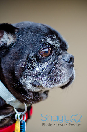 DFW Pug Rescue-The Boarding Bungalow-15