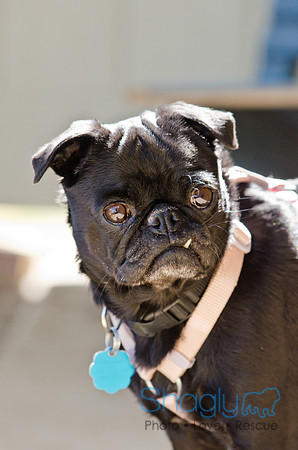 DFW Pug Rescue-Boarding Bunagalow-8