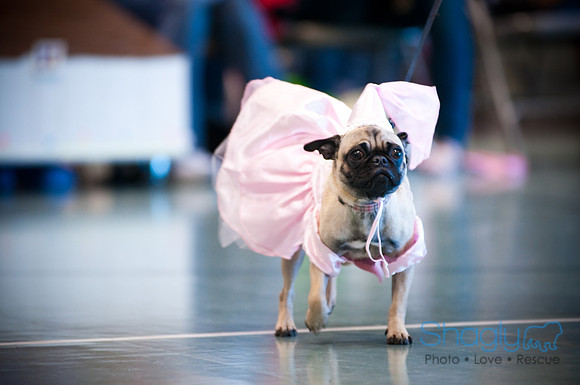 PugOWeen-2862