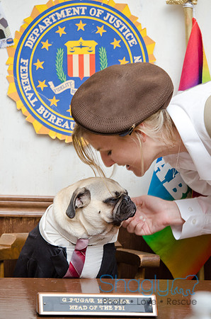 PugOween-252