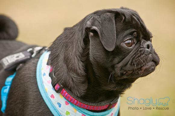 Pug Love Fun Run-126