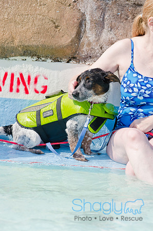 Wags and Waves 2011-455