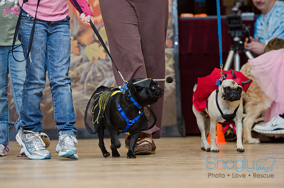 PugOween-22