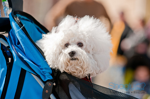 Krewe of Barkus 2011-71