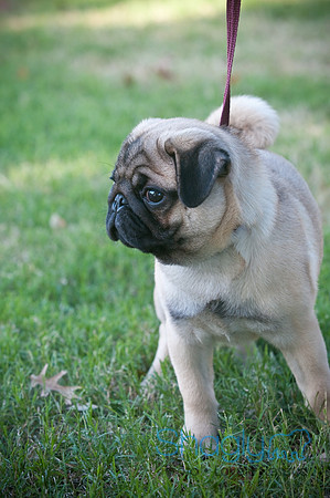 PugOWeen-3830
