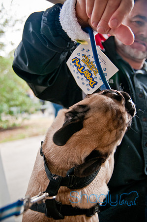 Pug Love Fun Run-78