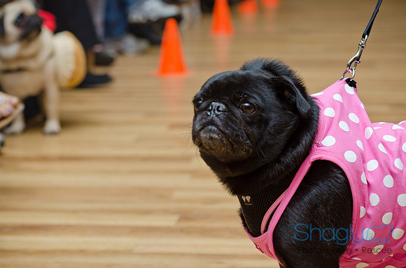 PugOween-145