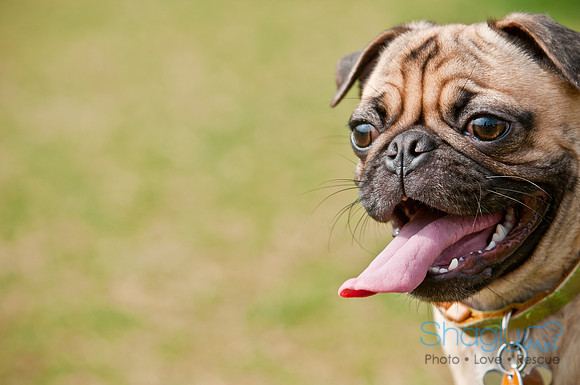 Pug Love Fun Run-150