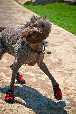 Wags and Waves-139