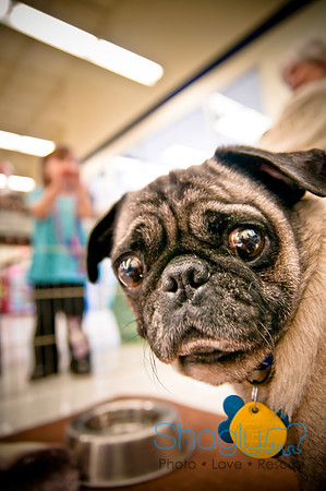 DFW Pug Rescue-46